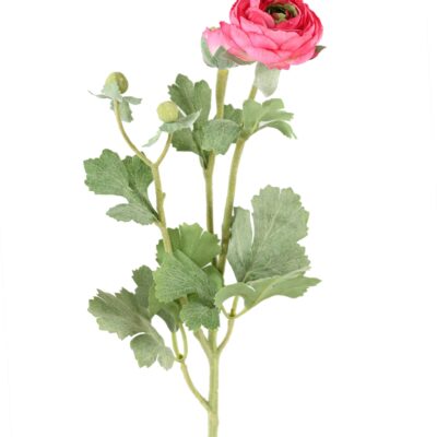 buttercup 55 1 scaled