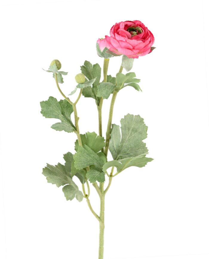 buttercup 55 1 scaled