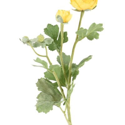 buttercup 55 2 scaled