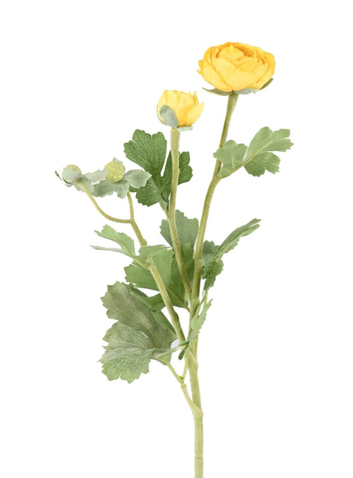 buttercup 55 2 scaled