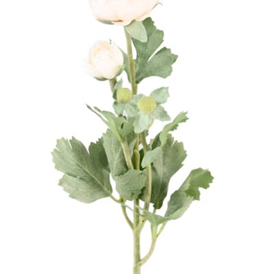 buttercup 55 3 scaled