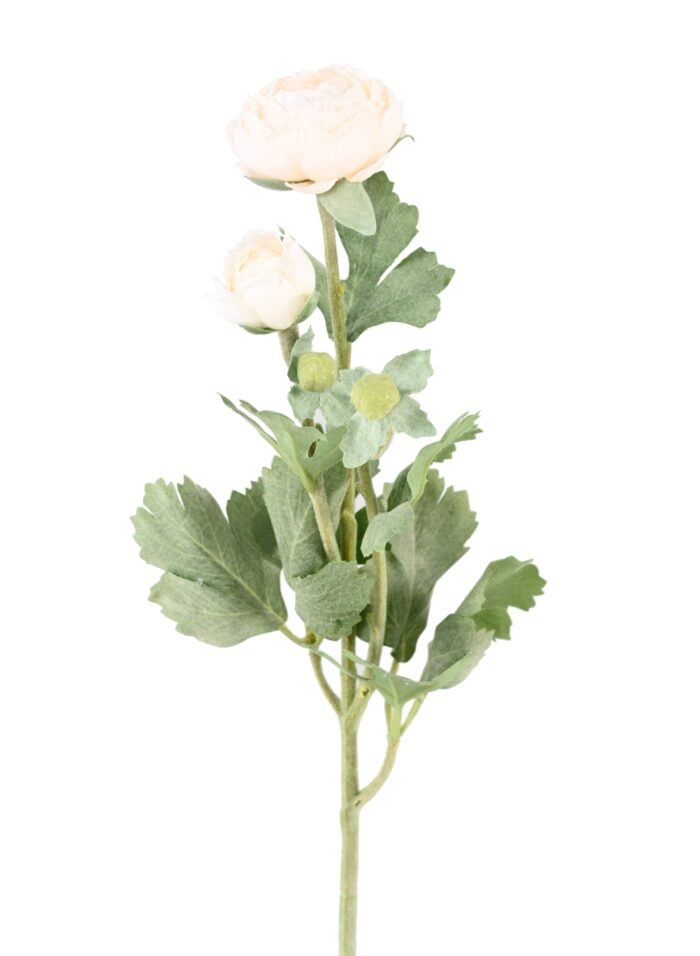 buttercup 55 3 scaled
