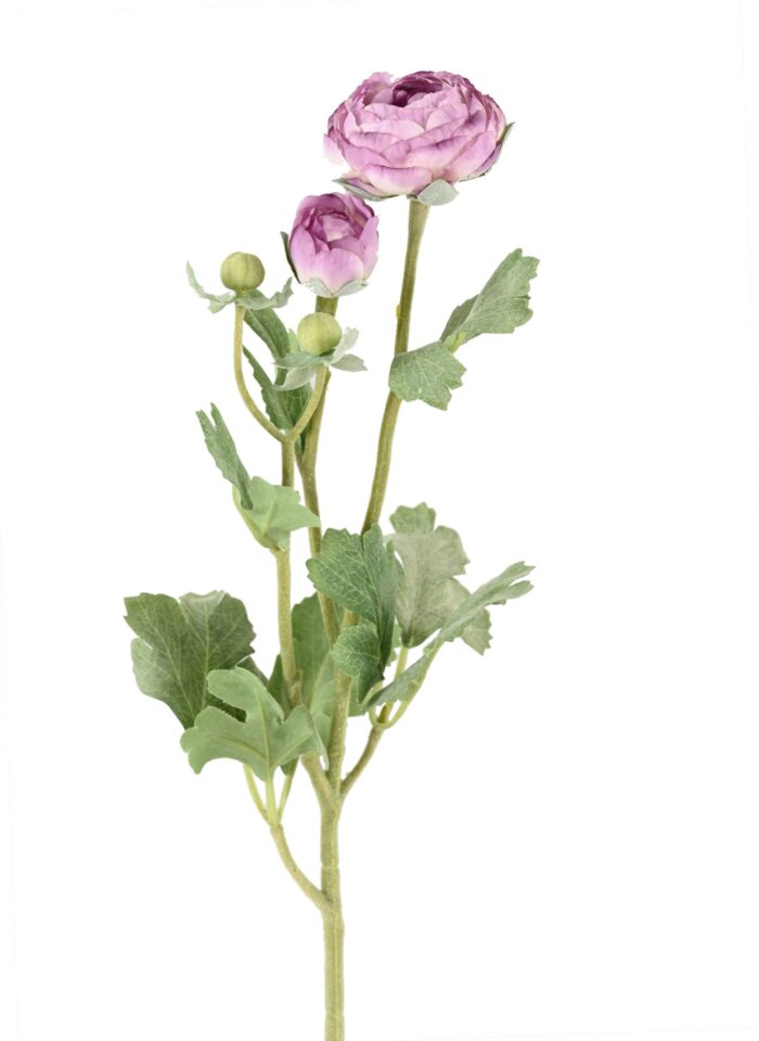 buttercup 55 scaled