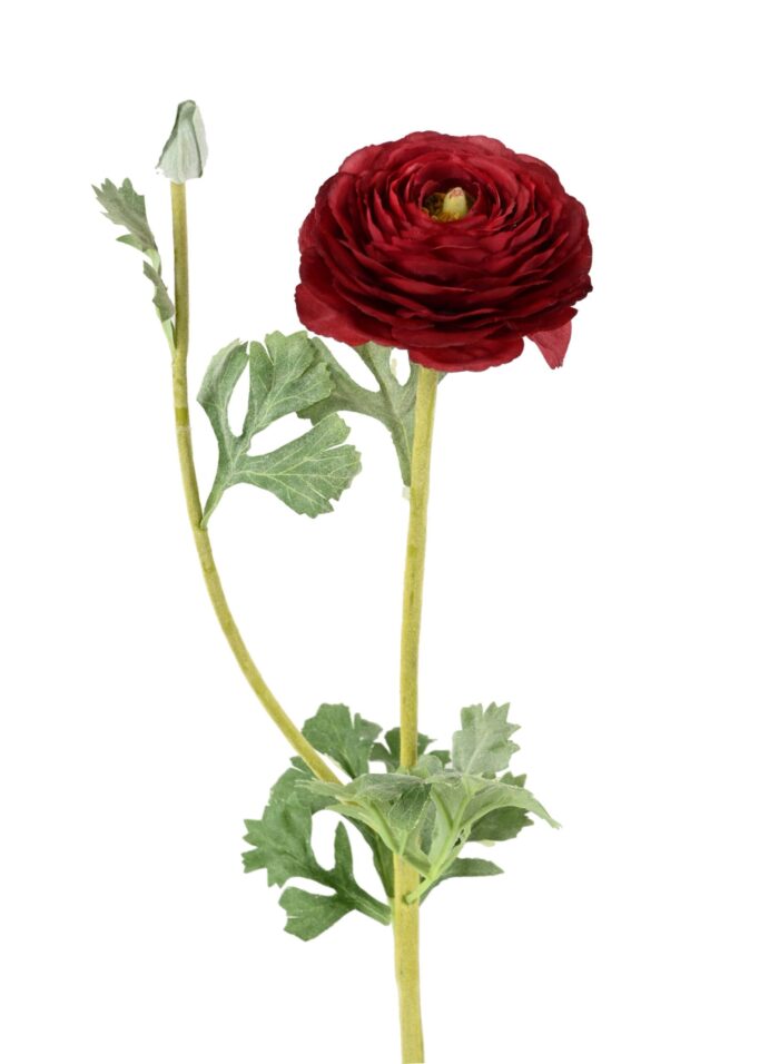 buttercup 68 1 scaled