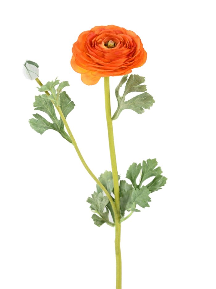 buttercup 68 2 scaled