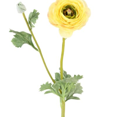 buttercup 68 3 scaled