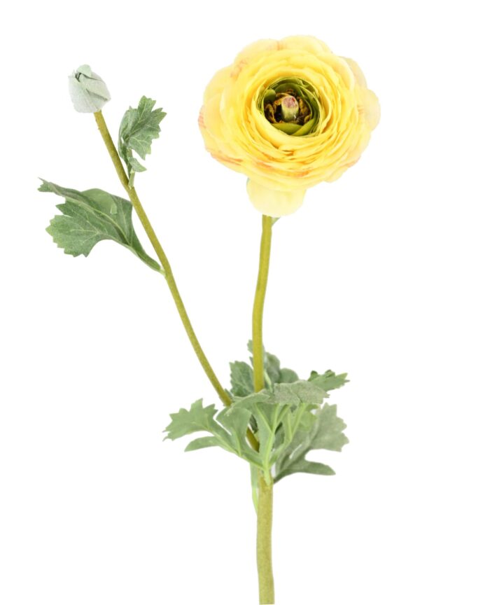 buttercup 68 3 scaled
