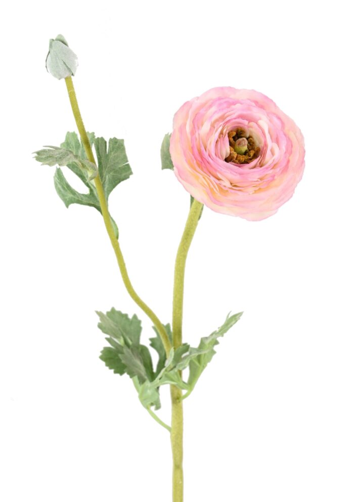 buttercup 68 scaled
