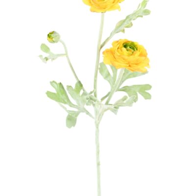 buttercup mini 53 scaled