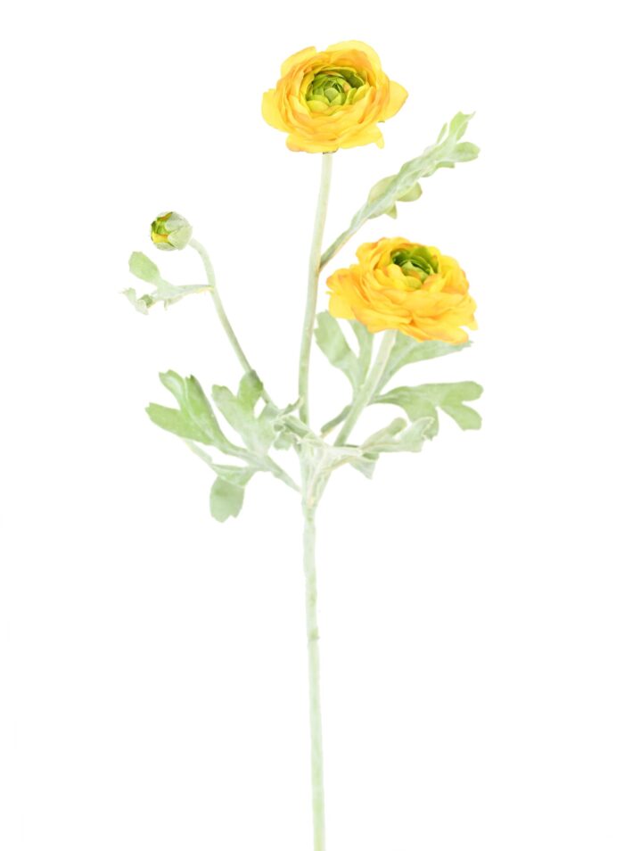 buttercup mini 53 scaled