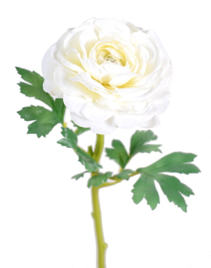 buttercup single