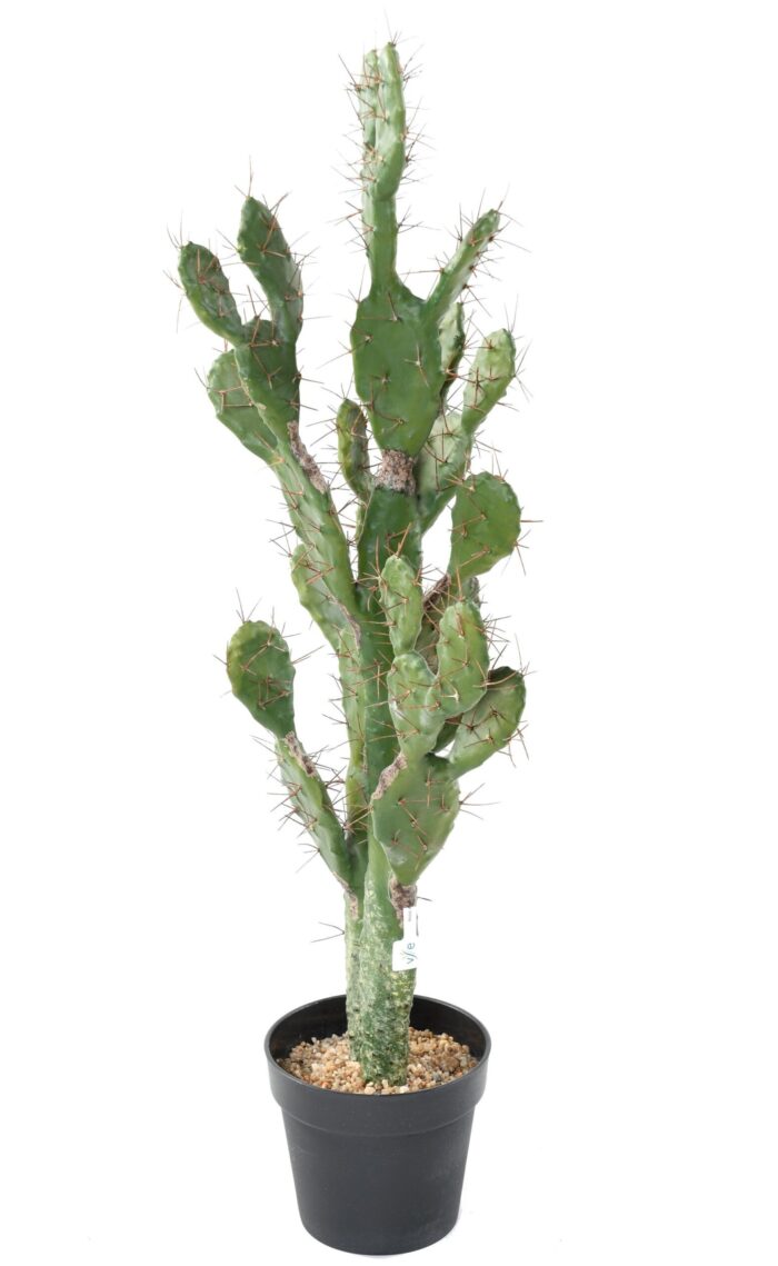 cactus 104 scaled
