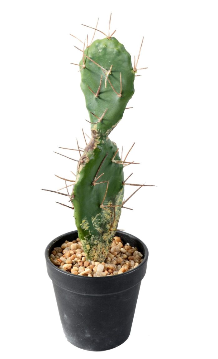 cactus 34 scaled