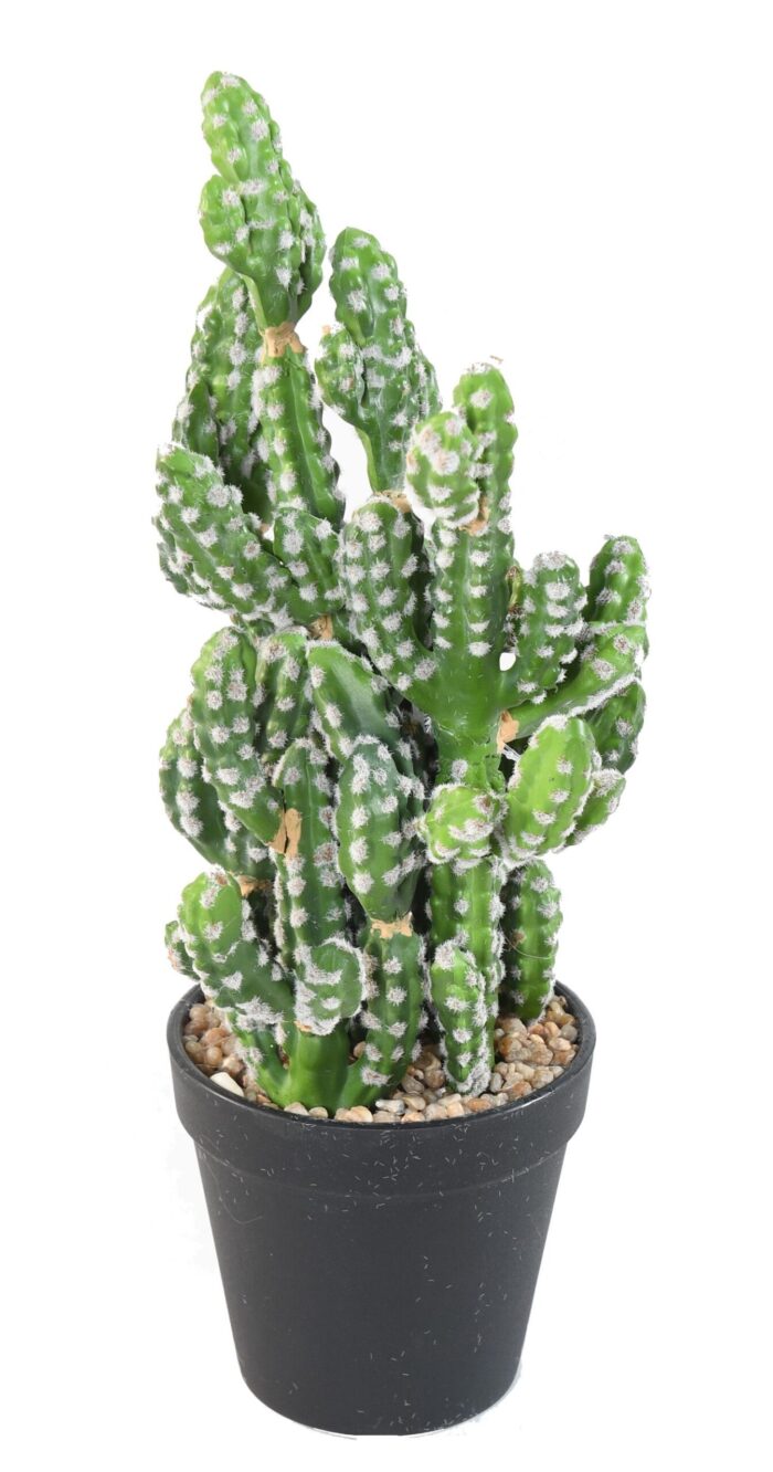 cactus 35 scaled