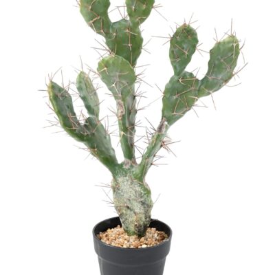 cactus 58 scaled