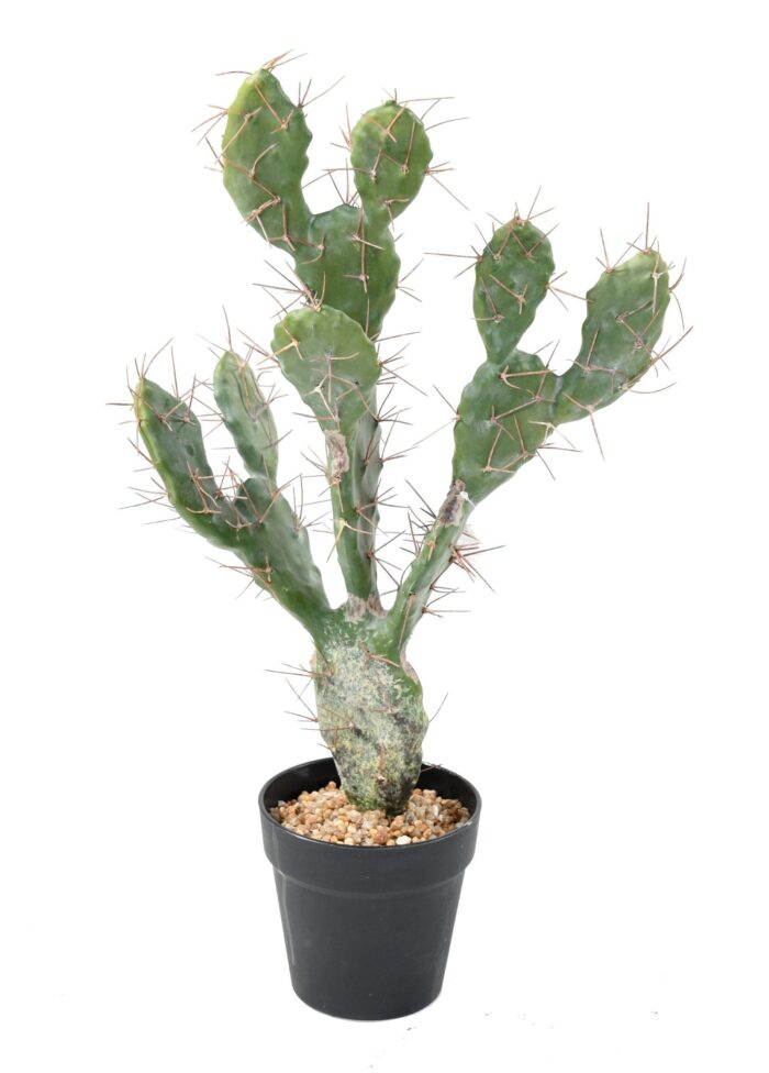 cactus 58 scaled