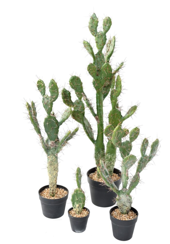 cactus 75 scaled