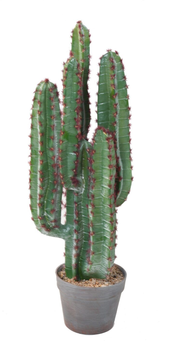 cactus 77