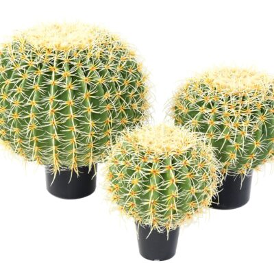 cactus ball 1 scaled