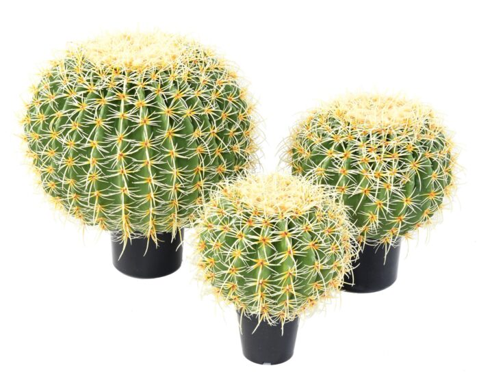cactus ball 1 scaled