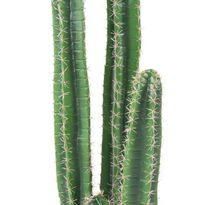cactus barel scaled