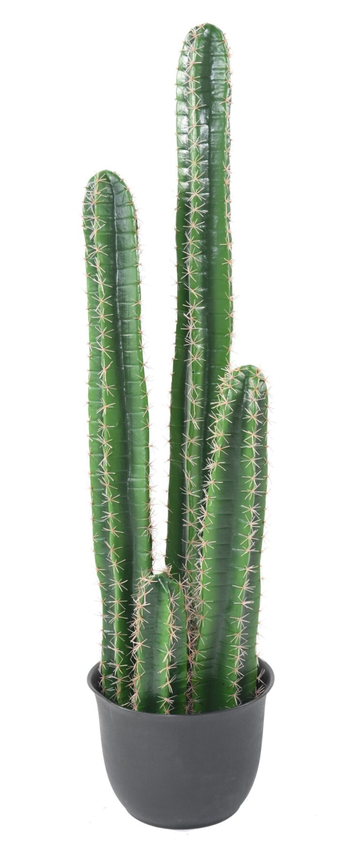 cactus barel scaled