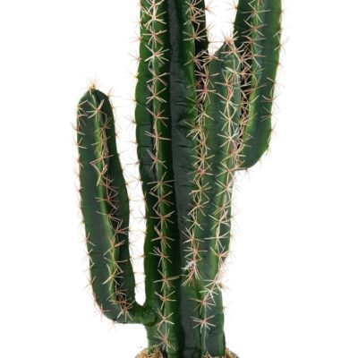cactus cereus 1 scaled
