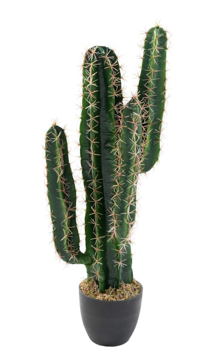 cactus cereus 1 scaled