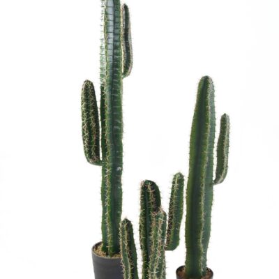 cactus cereus 2 scaled