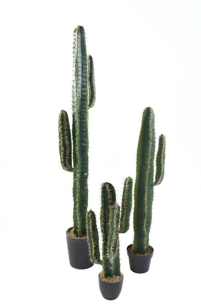 cactus cereus 2 scaled