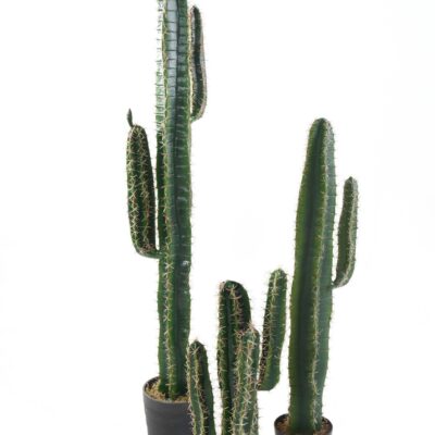 cactus cereus scaled