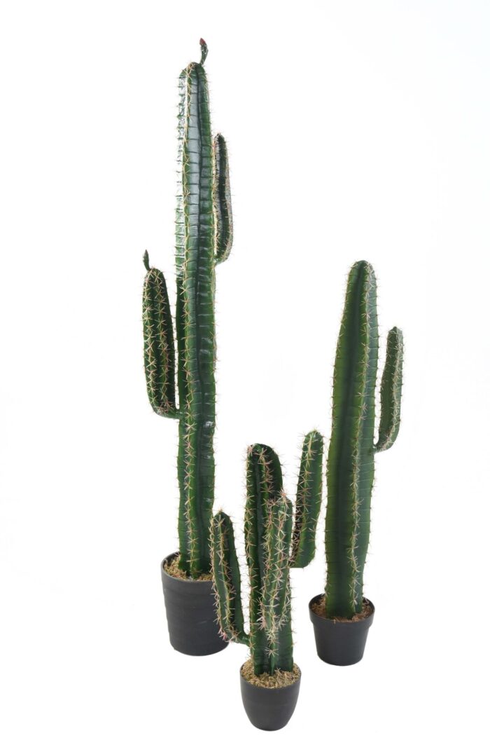 cactus cereus scaled