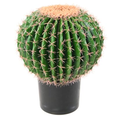 cactus echino 1 scaled