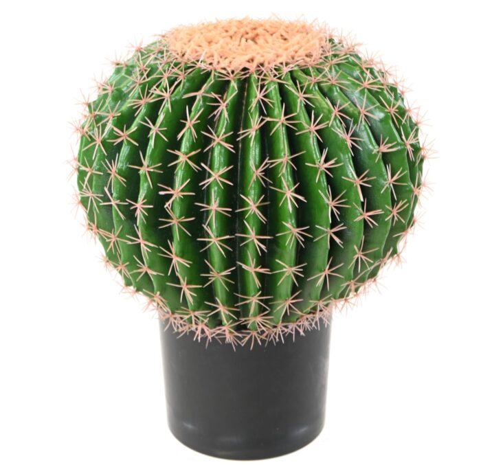 cactus echino 1 scaled