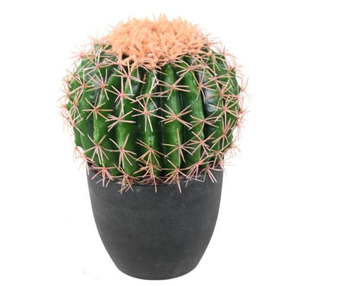 cactus echino scaled