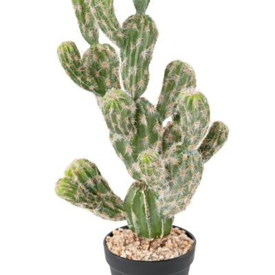 cactus echinocereus scaled