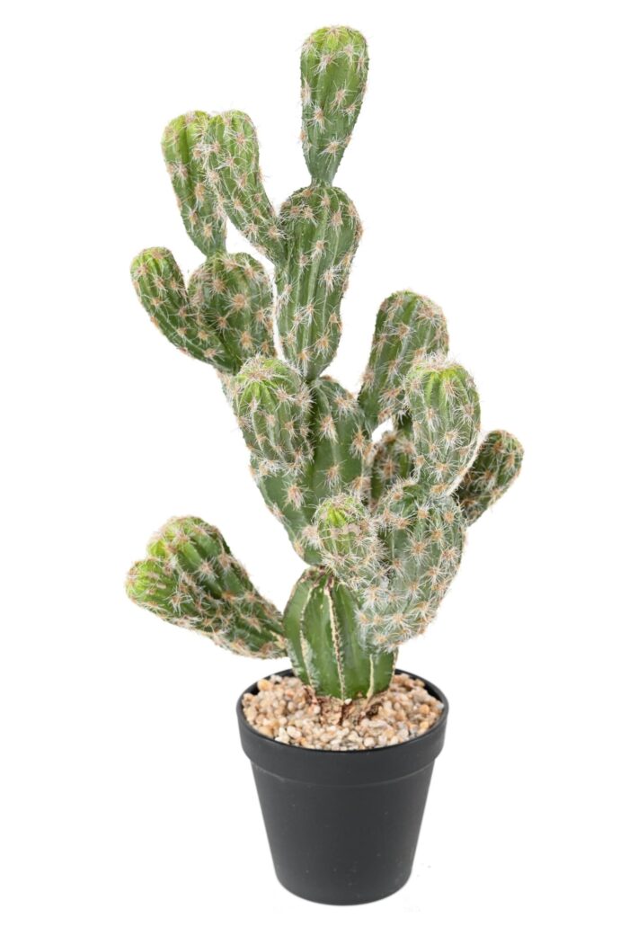cactus echinocereus scaled