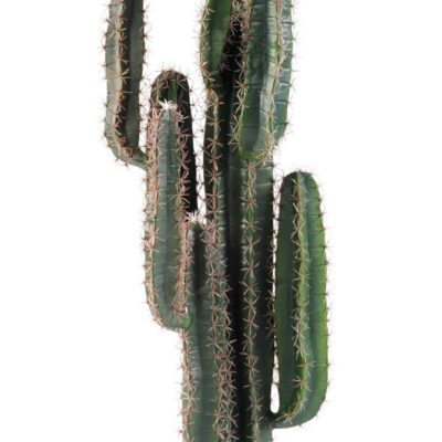 cactus finger 1