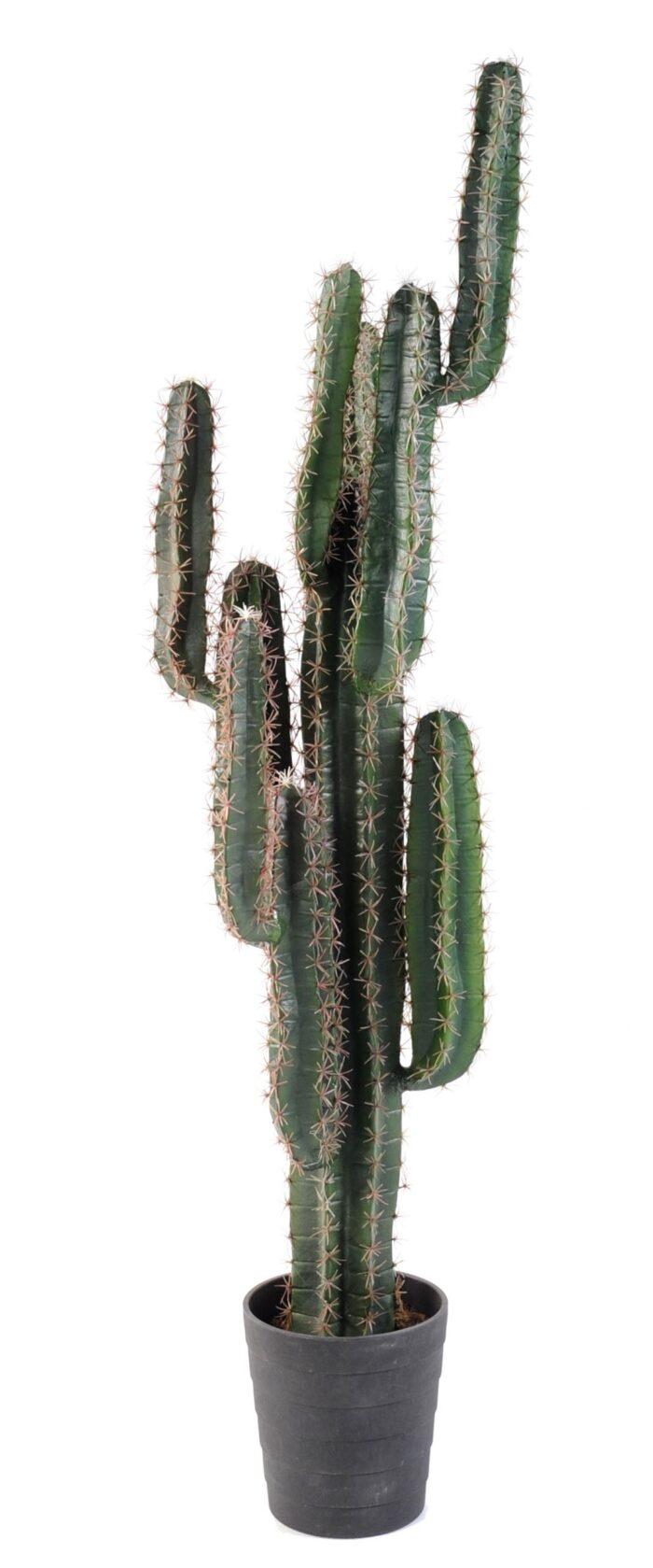 cactus finger 1