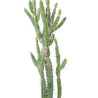 cactus finger 140 scaled