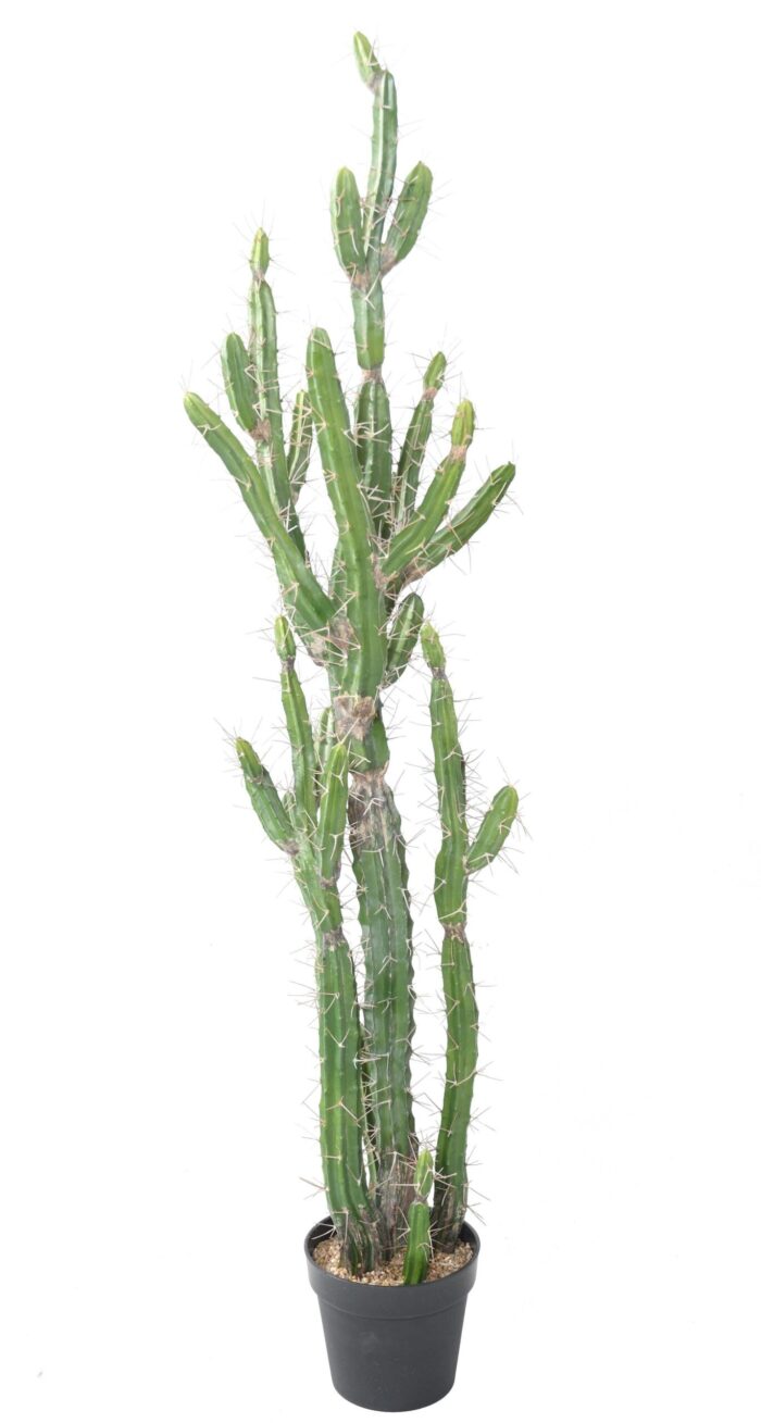 cactus finger 140 scaled