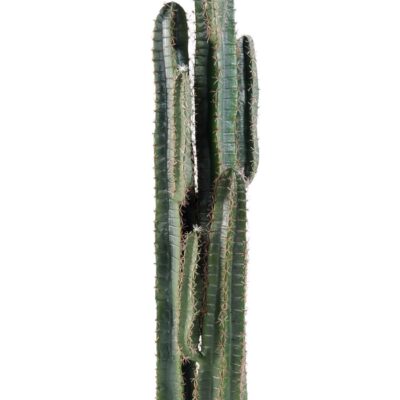 cactus finger 2