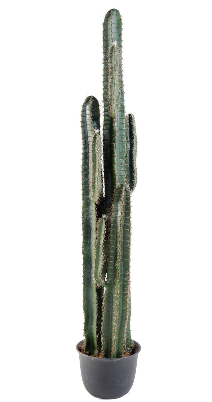 cactus finger 2