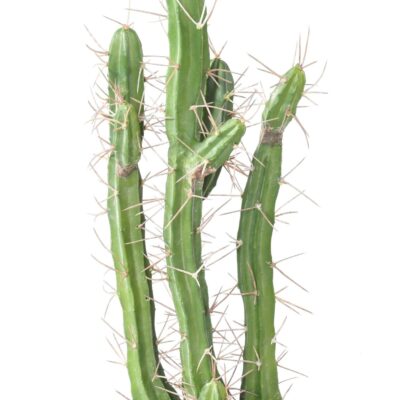 cactus finger 60 scaled