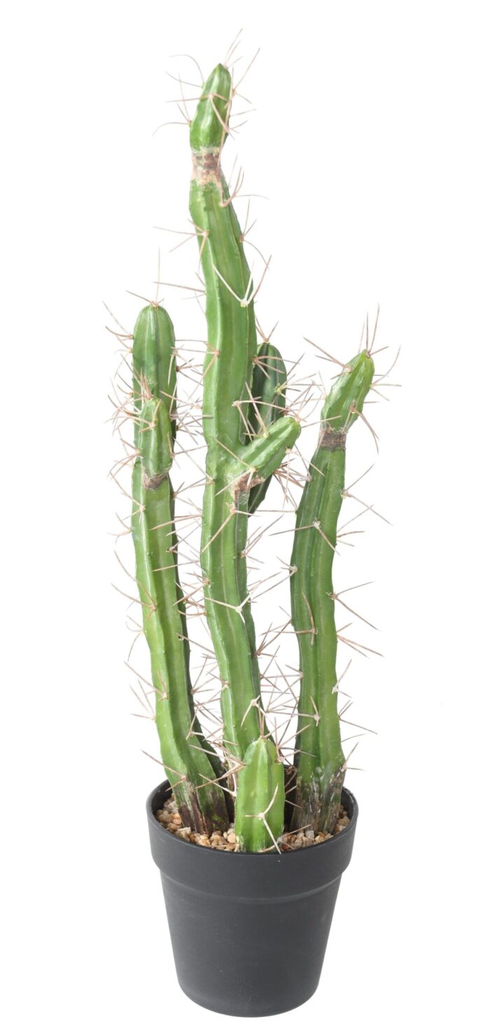cactus finger 60 scaled