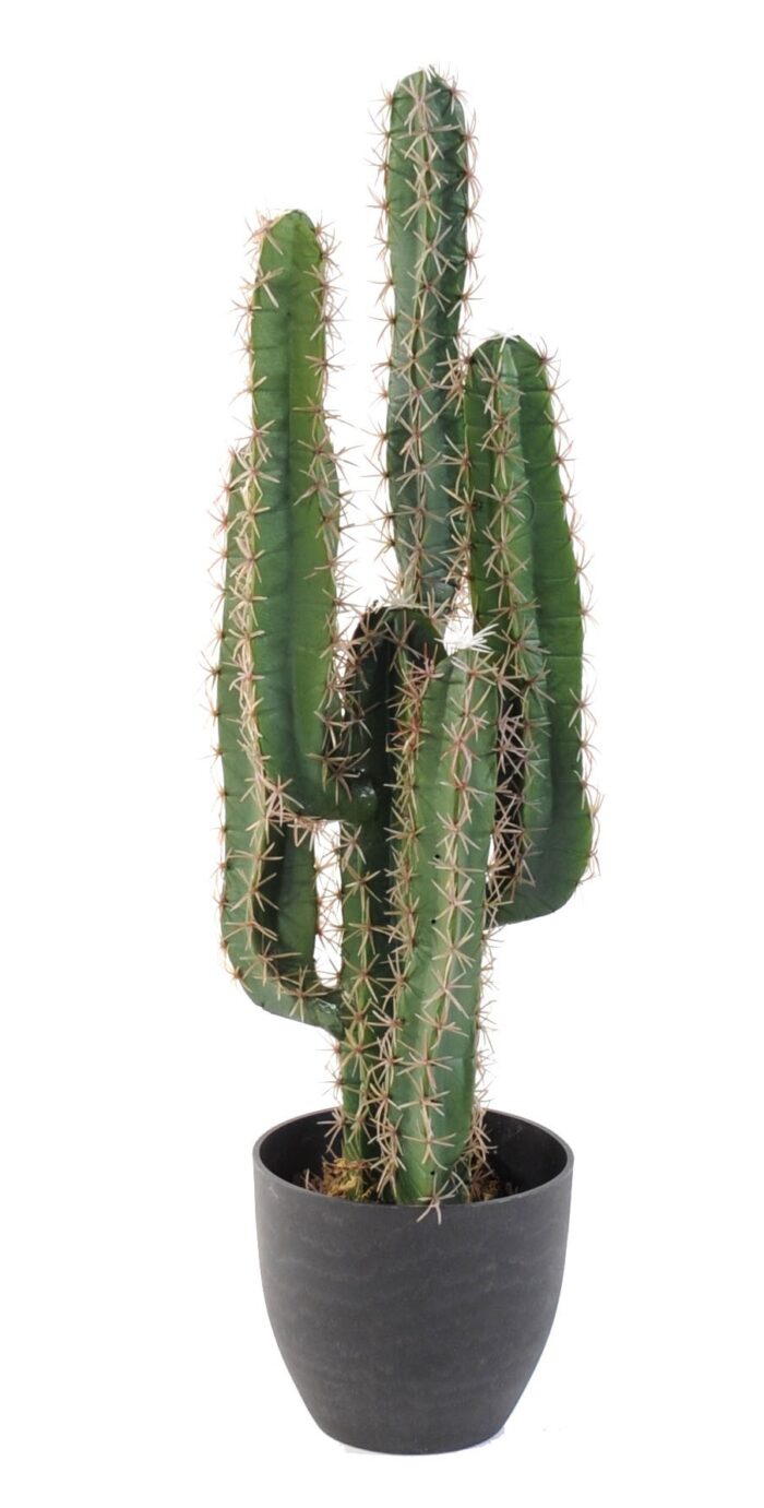 cactus finger