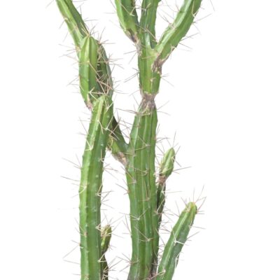 cactus finger 85 scaled