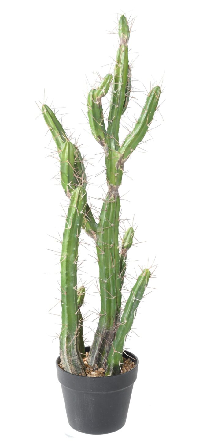cactus finger 85 scaled