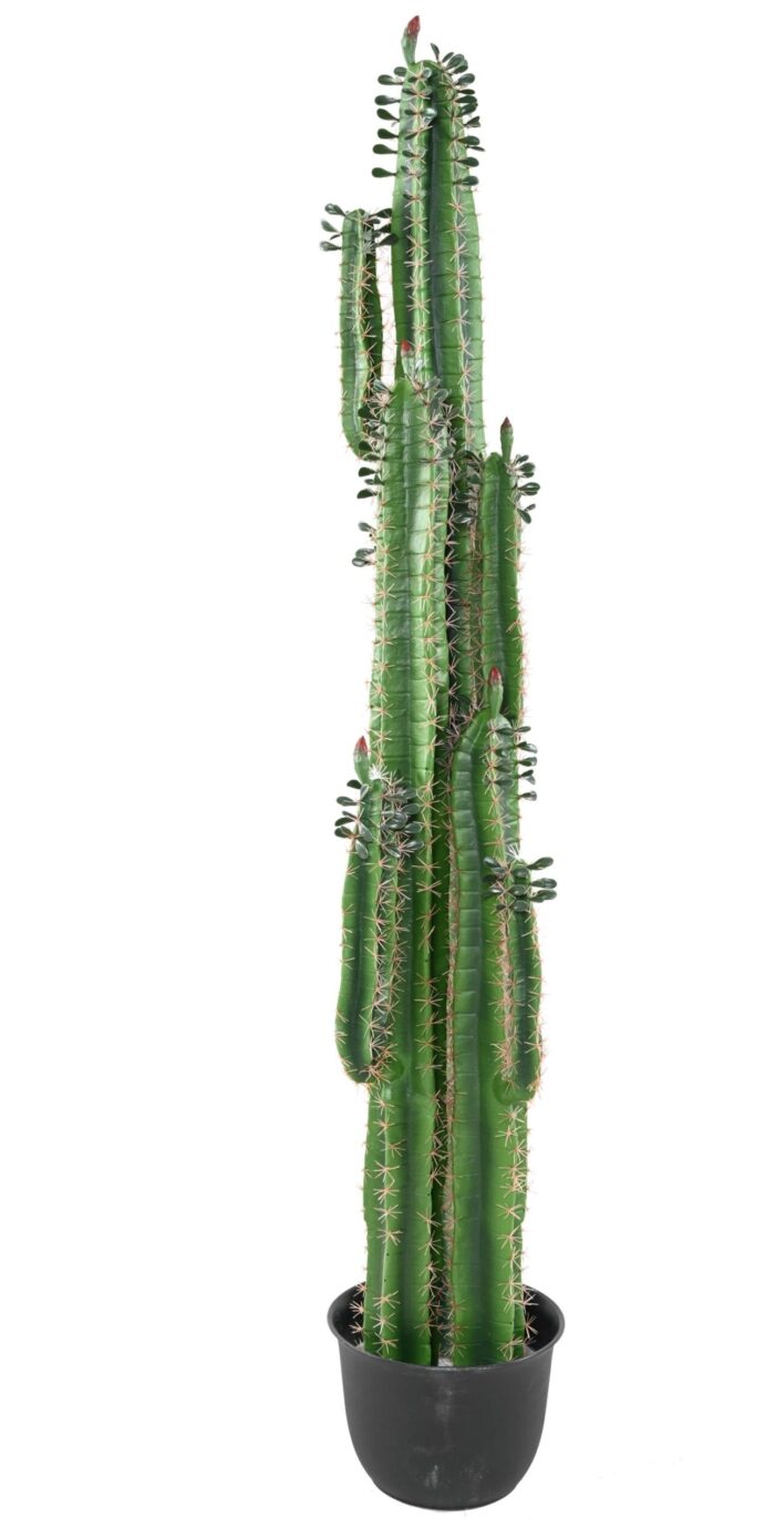 cactus finger b 1 scaled
