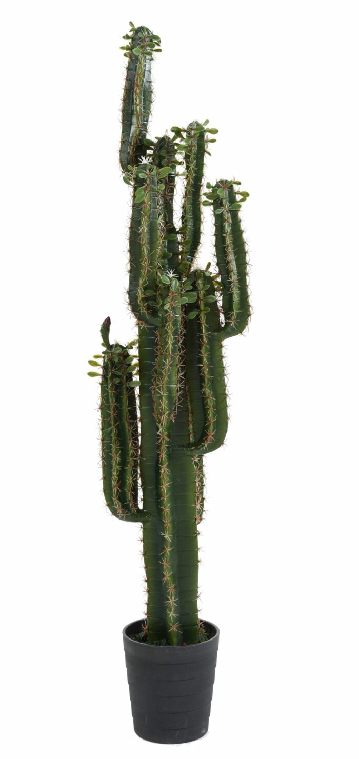 cactus finger b scaled